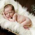 charlotte_web-12