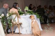 best-of-the-wedding-reception-2015-016